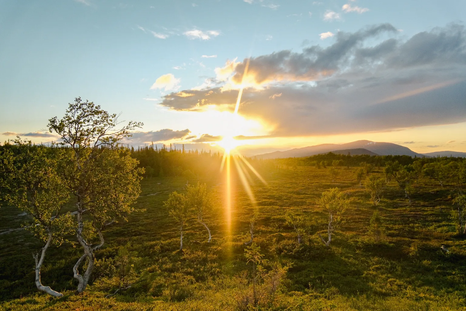 första sidan, foto, webbdesign, flexibel, logga, helhet, noggrann